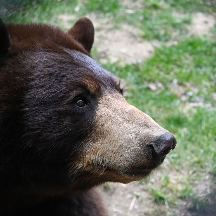 how-far-away-can-a-bear-smell-food